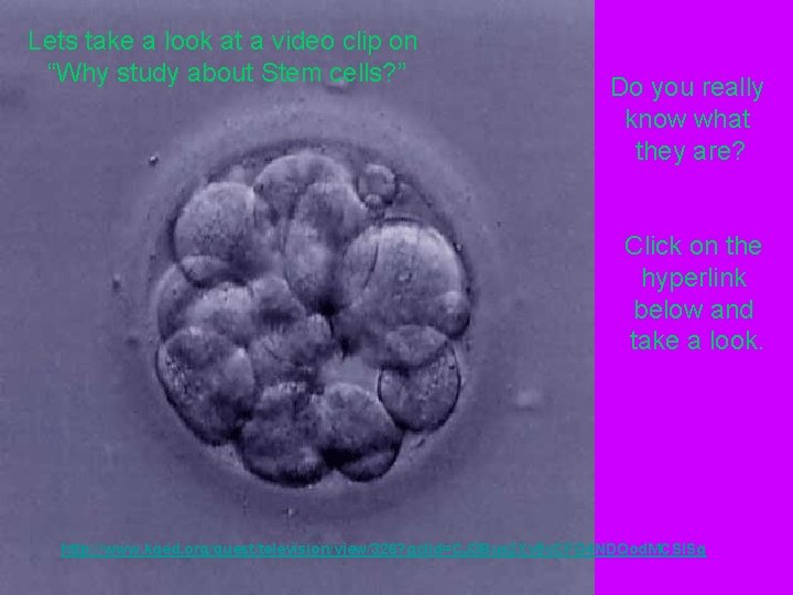 Lets take a look at a video clip on “Why study about Stem cells?