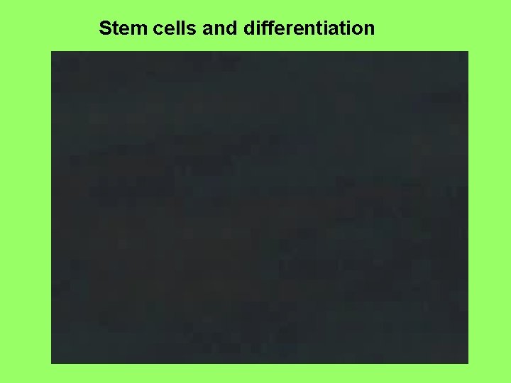 Stem cells and differentiation 