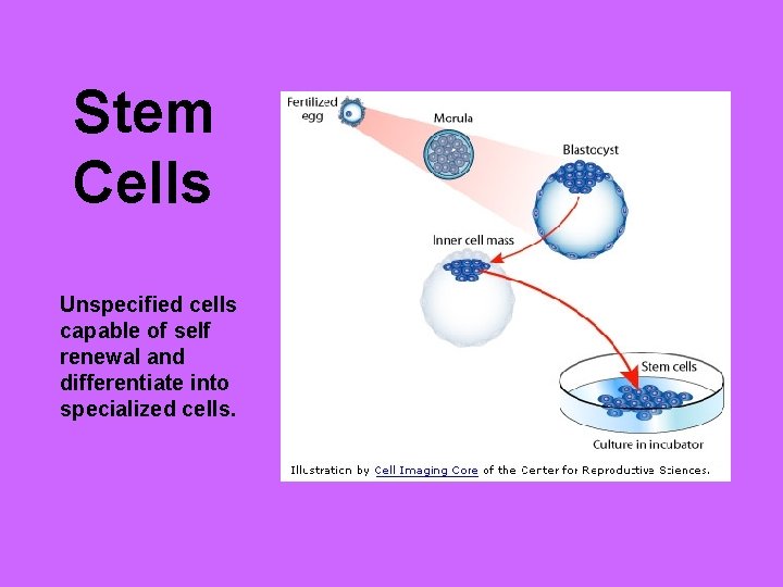 Stem Cells Unspecified cells capable of self renewal and differentiate into specialized cells. 