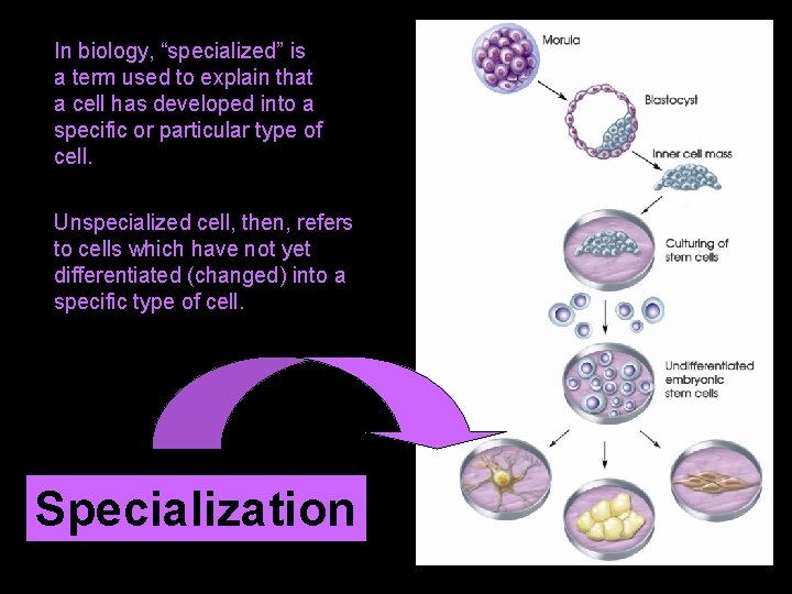 In biology, “specialized” is a term used to explain that a cell has developed