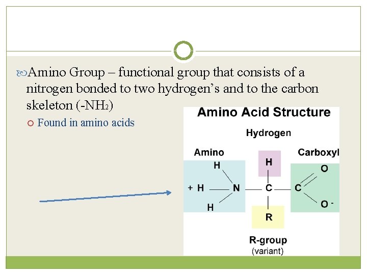  Amino Group – functional group that consists of a nitrogen bonded to two