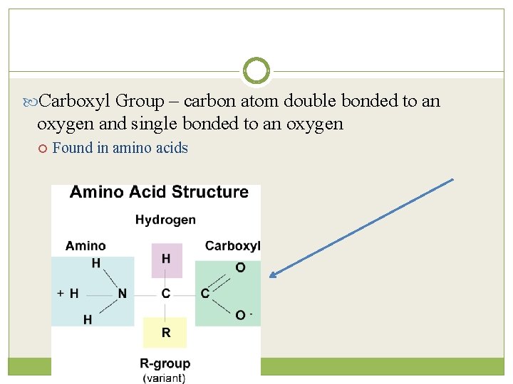  Carboxyl Group – carbon atom double bonded to an oxygen and single bonded