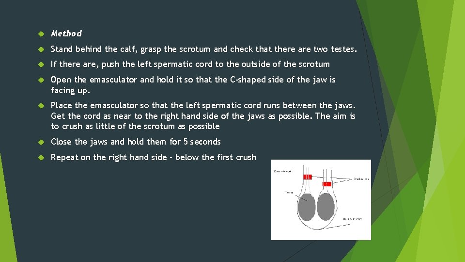  Method Stand behind the calf, grasp the scrotum and check that there are