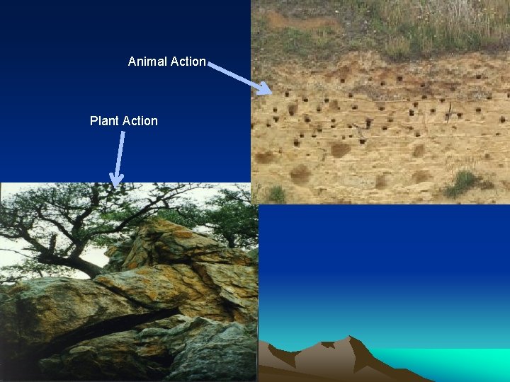 Animal Action Plant Action 