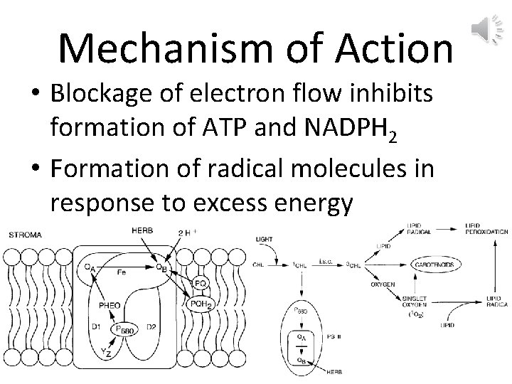 Mechanism of Action • Blockage of electron flow inhibits formation of ATP and NADPH