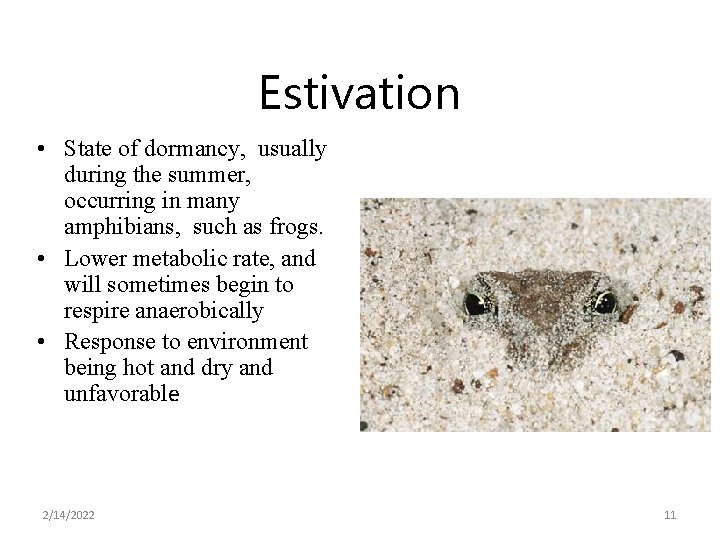 Estivation • State of dormancy, usually during the summer, occurring in many amphibians, such