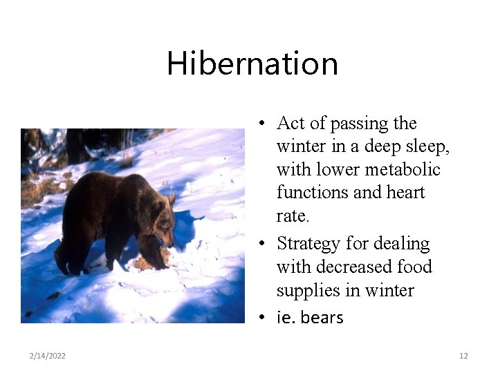 Hibernation • Act of passing the winter in a deep sleep, with lower metabolic