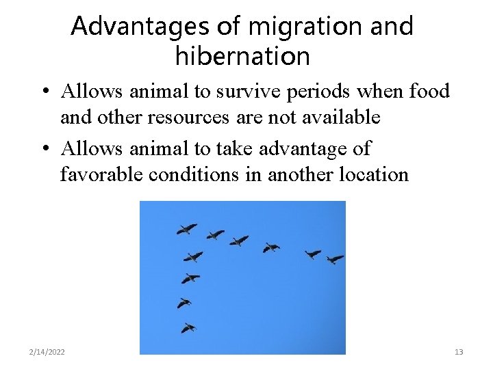 Advantages of migration and hibernation • Allows animal to survive periods when food and