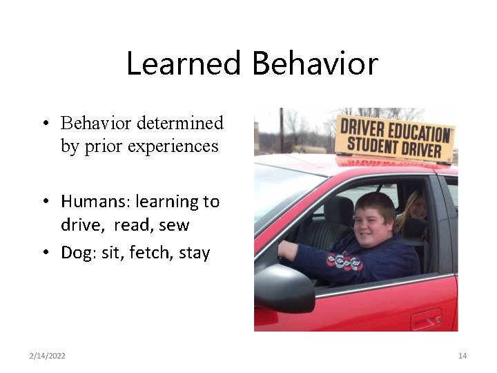 Learned Behavior • Behavior determined by prior experiences • Humans: learning to drive, read,