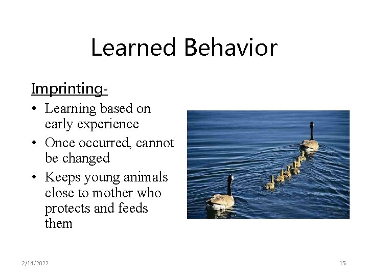 Learned Behavior Imprinting • Learning based on early experience • Once occurred, cannot be