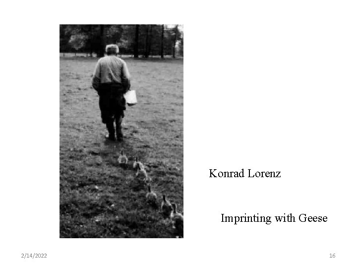 Konrad Lorenz Imprinting with Geese 2/14/2022 16 