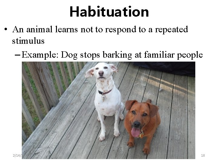 Habituation • An animal learns not to respond to a repeated stimulus – Example: