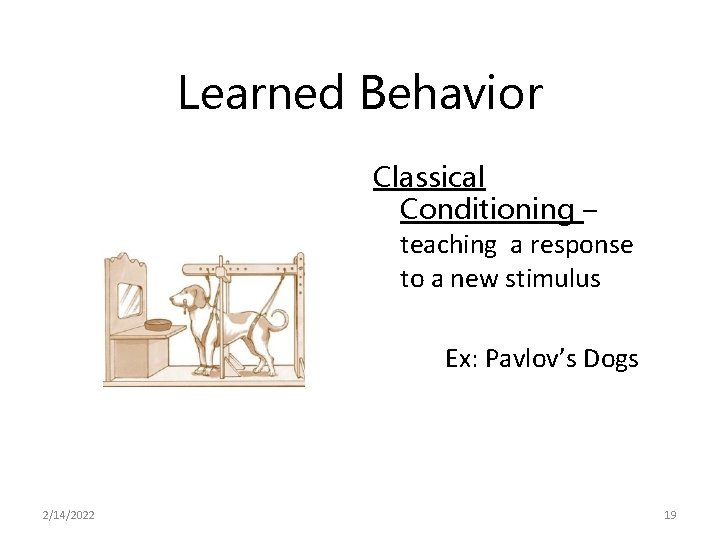 Learned Behavior Classical Conditioning – teaching a response to a new stimulus Ex: Pavlov’s