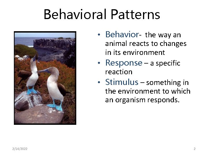 Behavioral Patterns • Behavior- the way an animal reacts to changes in its environment