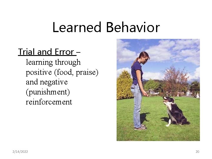 Learned Behavior Trial and Error – learning through positive (food, praise) and negative (punishment)