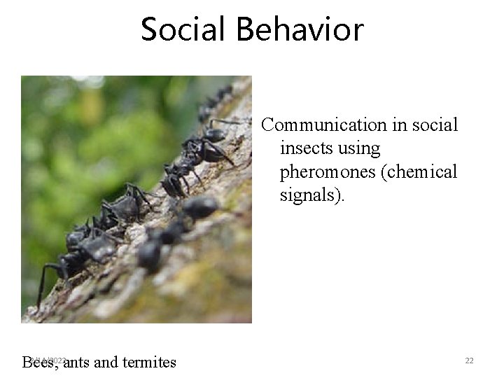 Social Behavior Communication in social insects using pheromones (chemical signals). 2/14/2022 ants and termites