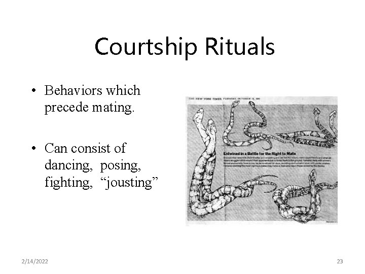 Courtship Rituals • Behaviors which precede mating. • Can consist of dancing, posing, fighting,
