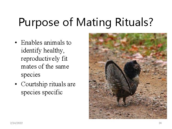 Purpose of Mating Rituals? • Enables animals to identify healthy, reproductively fit mates of