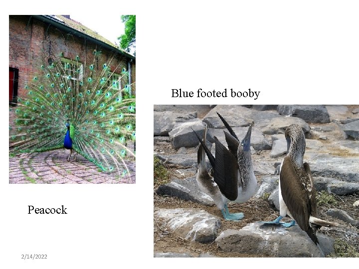 Blue footed booby Peacock 2/14/2022 25 