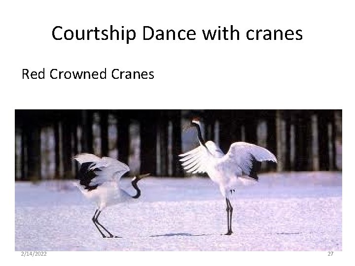 Courtship Dance with cranes Red Crowned Cranes 2/14/2022 27 