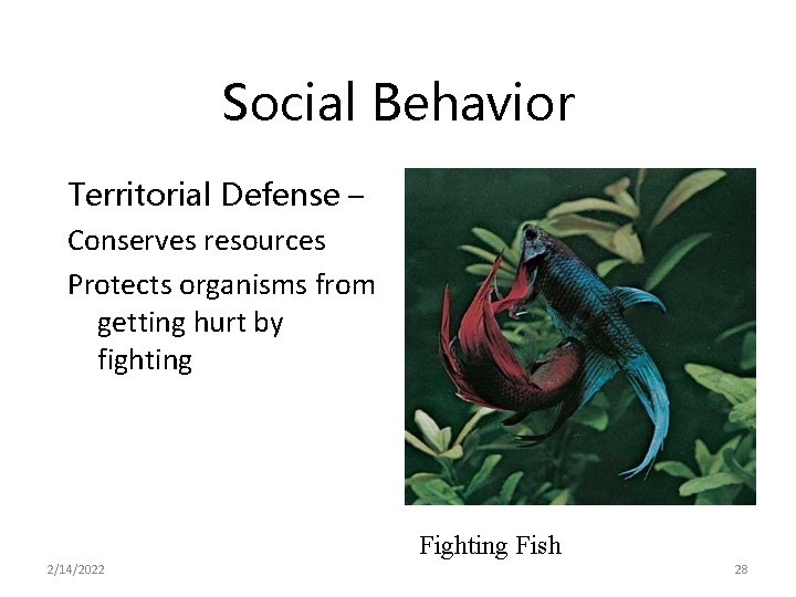 Social Behavior Territorial Defense – Conserves resources Protects organisms from getting hurt by fighting