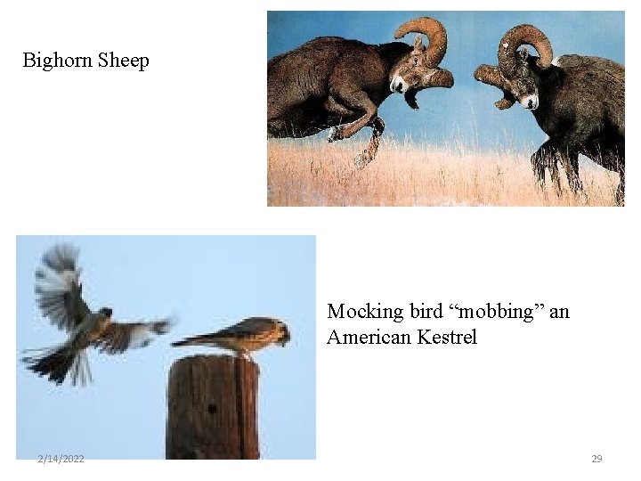 Bighorn Sheep Mocking bird “mobbing” an American Kestrel 2/14/2022 29 
