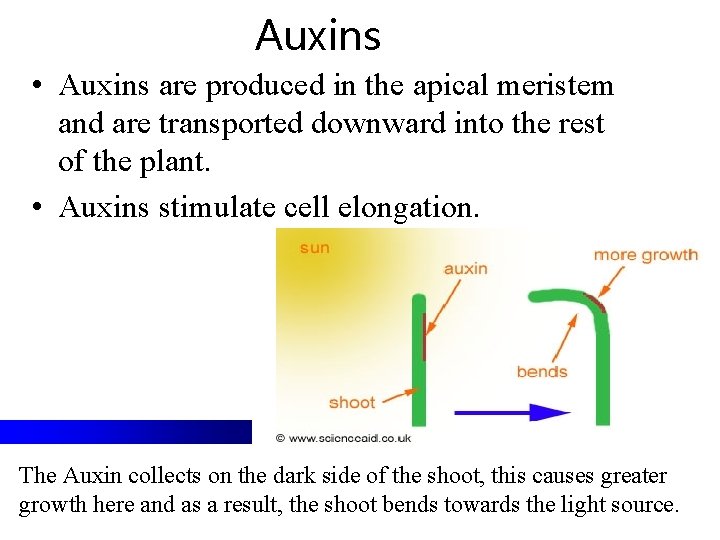 Auxins • Auxins are produced in the apical meristem and are transported downward into