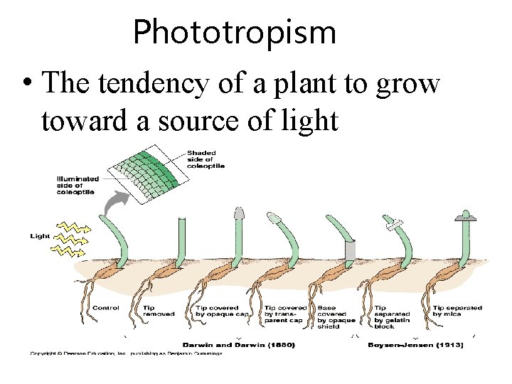 Phototropism • The tendency of a plant to grow toward a source of light