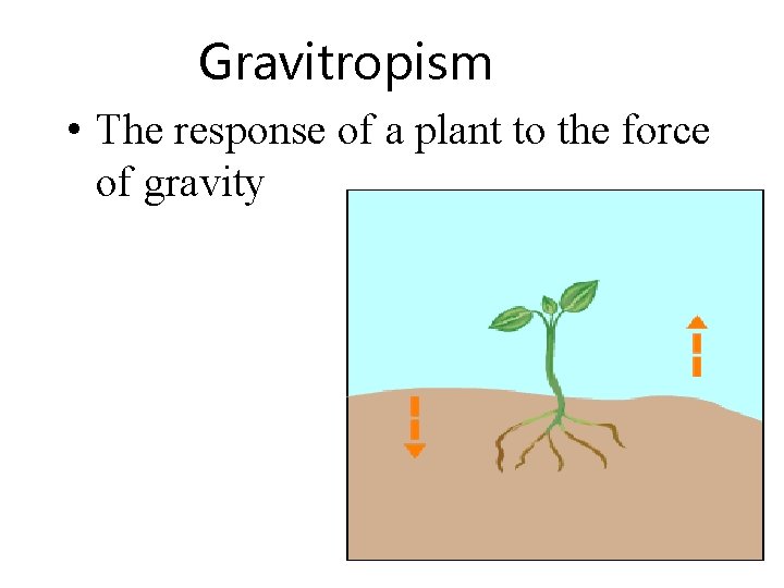 Gravitropism • The response of a plant to the force of gravity 