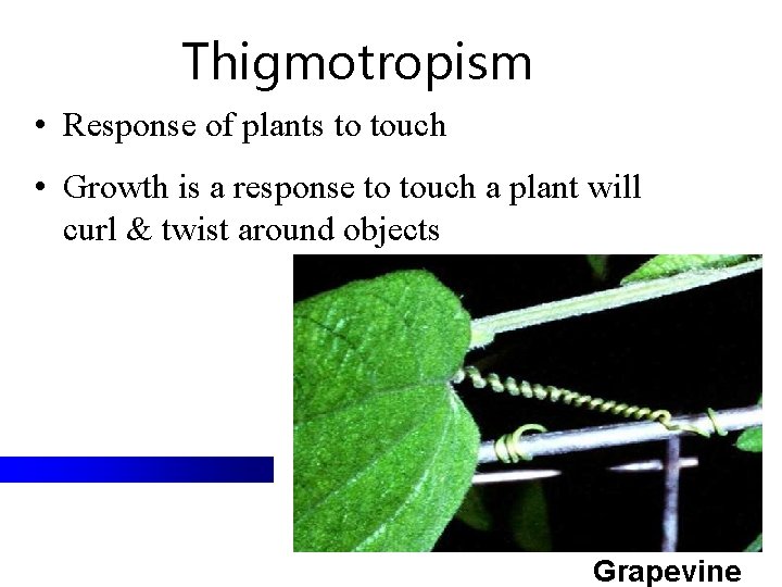 Thigmotropism • Response of plants to touch • Growth is a response to touch