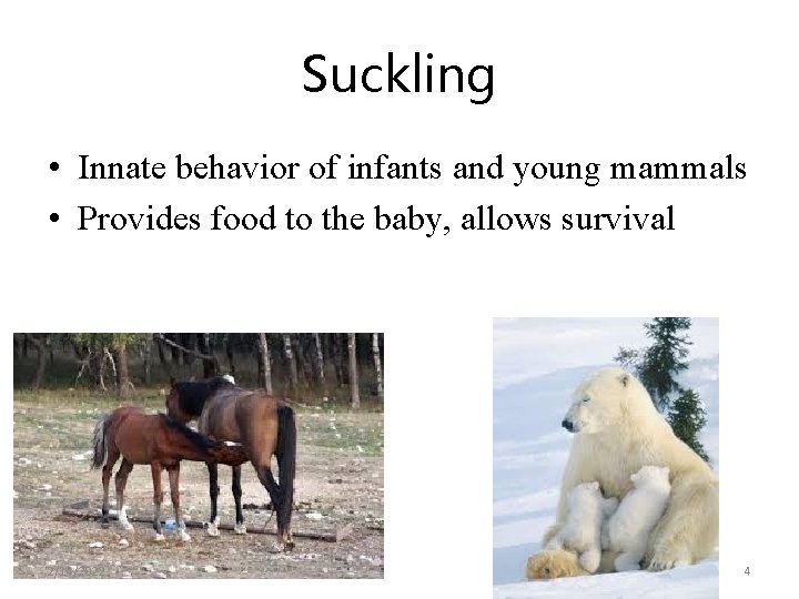 Suckling • Innate behavior of infants and young mammals • Provides food to the