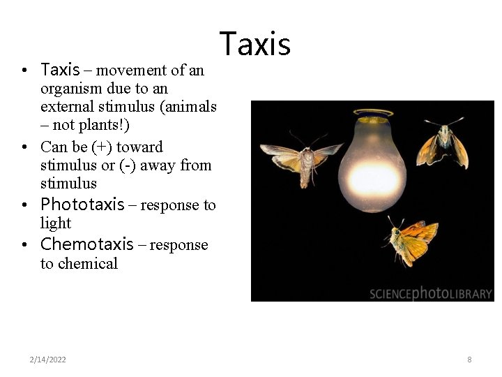  • Taxis – movement of an organism due to an external stimulus (animals