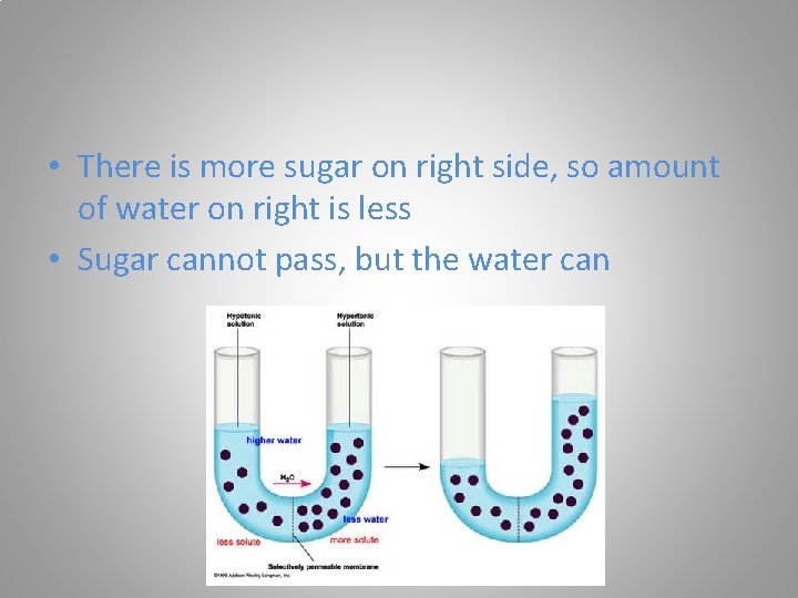  • There is more sugar on right side, so amount of water on