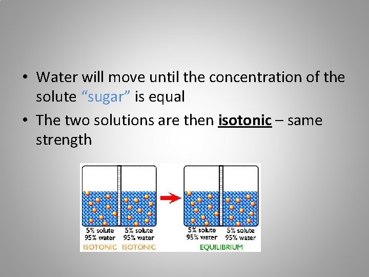  • Water will move until the concentration of the solute “sugar” is equal