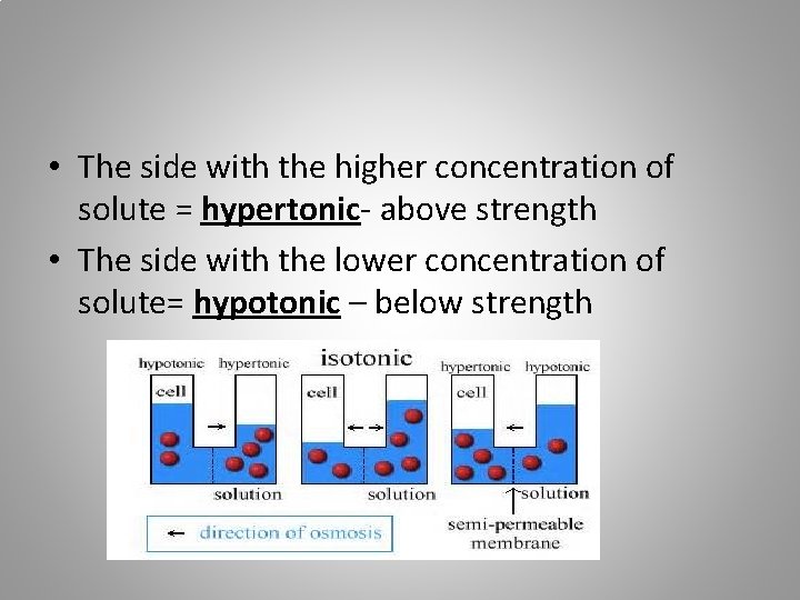  • The side with the higher concentration of solute = hypertonic- above strength
