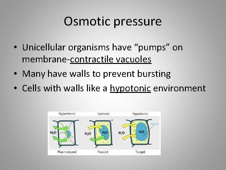 Osmotic pressure • Unicellular organisms have “pumps” on membrane-contractile vacuoles • Many have walls