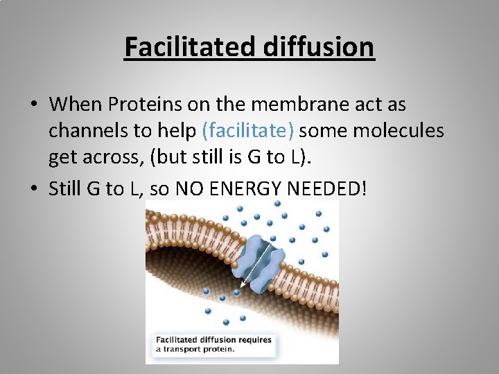 Facilitated diffusion • When Proteins on the membrane act as channels to help (facilitate)