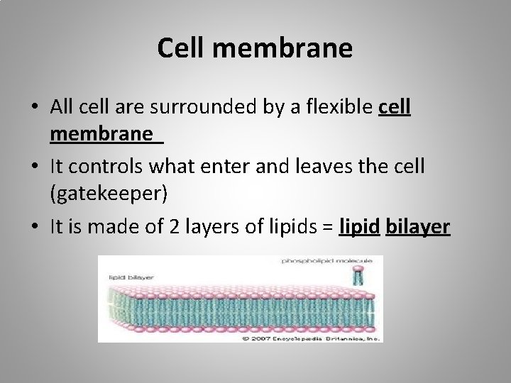 Cell membrane • All cell are surrounded by a flexible cell membrane • It