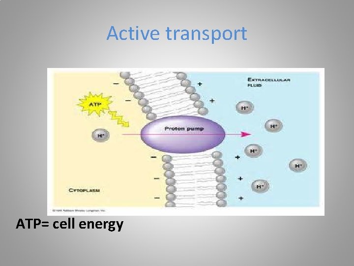 Active transport ATP= cell energy 