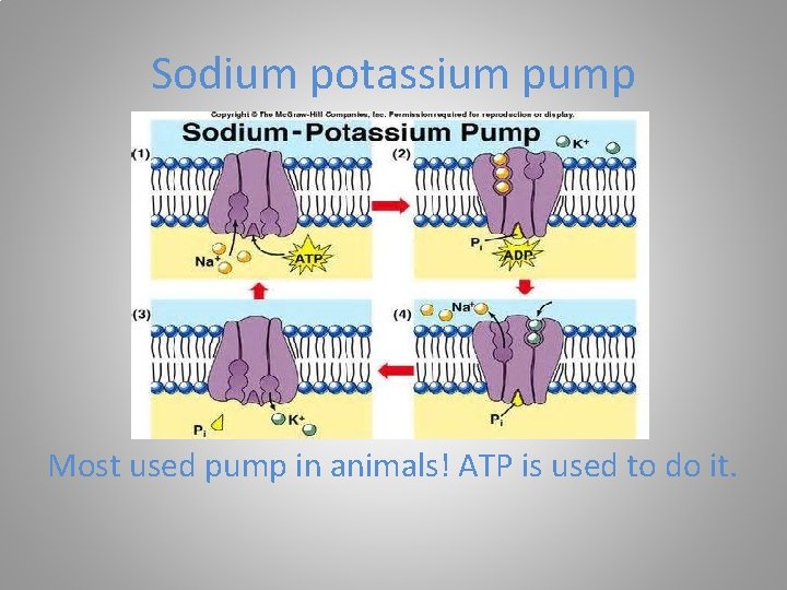 Sodium potassium pump Most used pump in animals! ATP is used to do it.