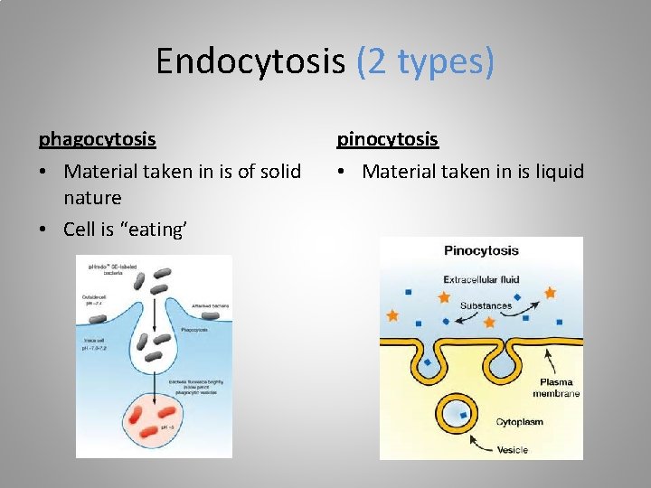 Endocytosis (2 types) phagocytosis pinocytosis • Material taken in is of solid nature •