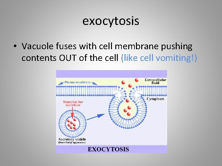 exocytosis • Vacuole fuses with cell membrane pushing contents OUT of the cell (like