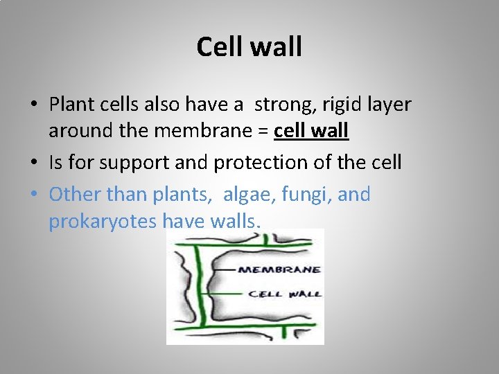 Cell wall • Plant cells also have a strong, rigid layer around the membrane