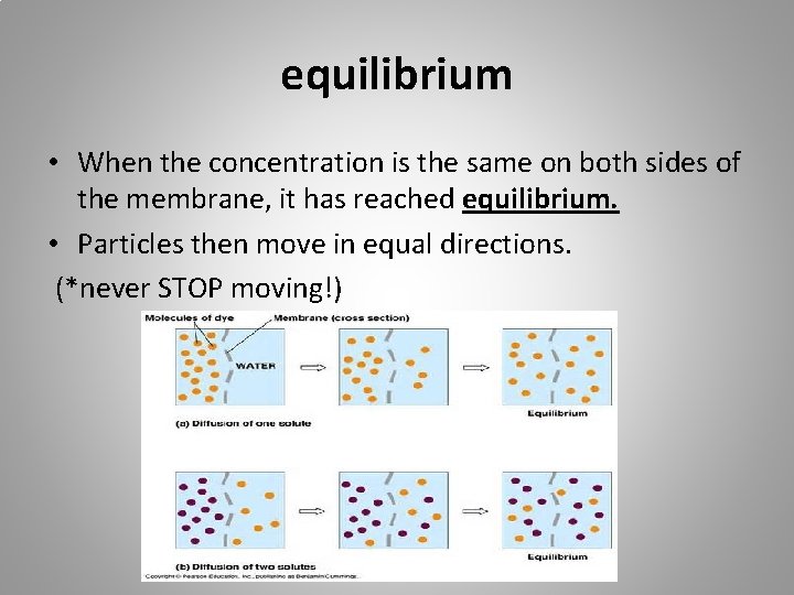equilibrium • When the concentration is the same on both sides of the membrane,