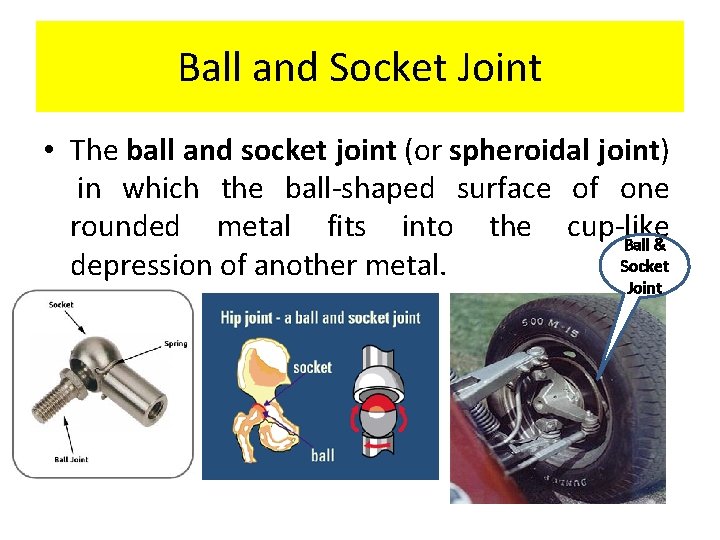 Ball and Socket Joint • The ball and socket joint (or spheroidal joint) in