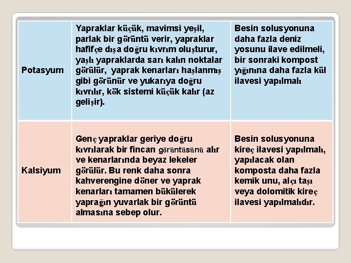 Potasyum Kalsiyum Yapraklar küçük, mavimsi yeşil, parlak bir görüntü verir, yapraklar hafifçe dışa doğru