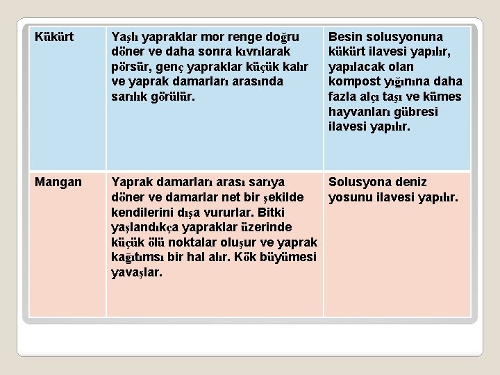 Kükürt Yaşlı yapraklar mor renge doğru döner ve daha sonra kıvrılarak pörsür, genç yapraklar