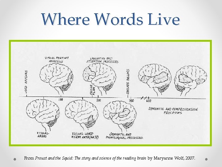 Where Words Live From Proust and the Squid: The story and science of the