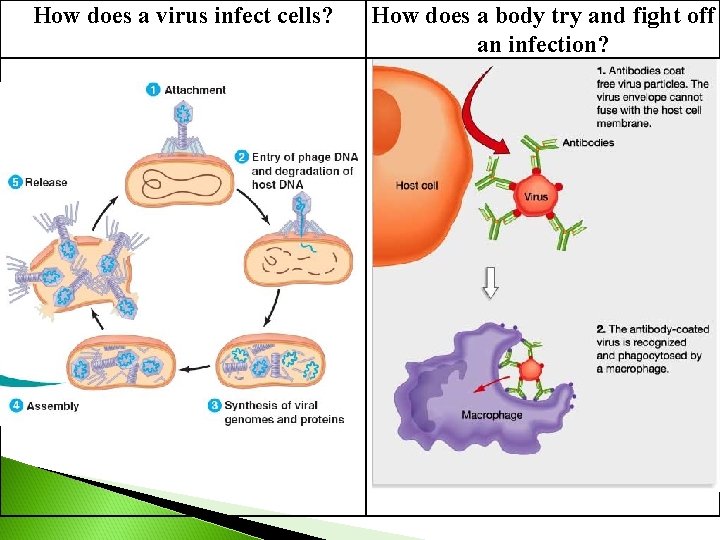 How does a virus infect cells? How does a body try and fight off