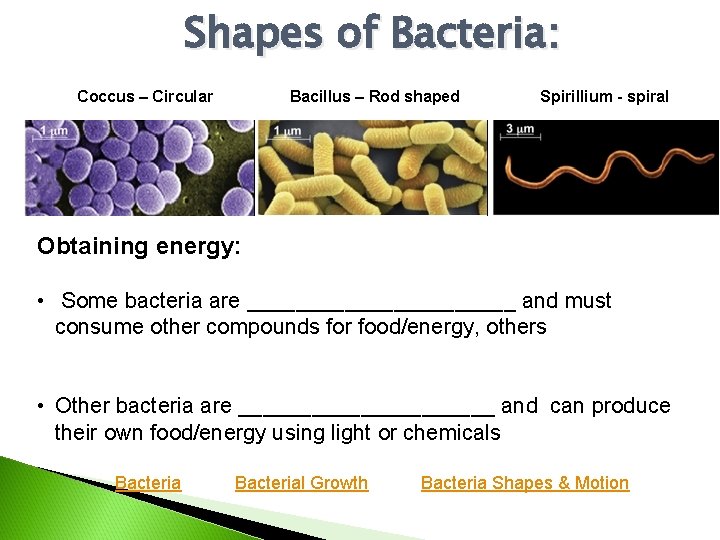 Shapes of Bacteria: Coccus – Circular Bacillus – Rod shaped Spirillium - spiral Obtaining